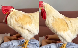 Gà trống nhảy lên giường gáy để báo thức