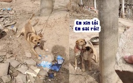 Chú chó hết hổ báo khi thấy chàng trai cầm viên gạch