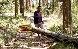 Chàng trai hú hồn chạy bán sống bán chết khi thấy 'trăn khổng lồ'