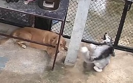 Husky bị kẹt cửa la hét um sùm nhưng Golden vẫn dửng dưng
