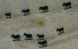 Thử tài tinh mắt: Đàn ngựa vằn ở đâu?