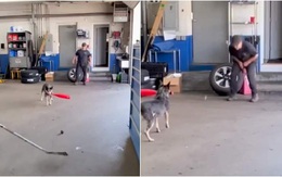 Sen 'thốn tận rốn' khi chó cưng biết chơi bóng chày