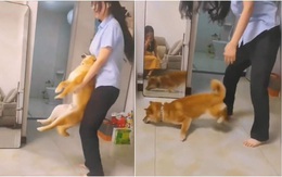 Chú chó sang chấn tâm lý khi cô chủ bế quay vòng tròn