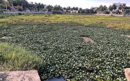 Hồ điều hòa thành nơi gây 'ngập mùa mưa, hôi mùa nắng'