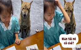 Chú chó thông minh nhắc bài giúp cô chủ làm toán