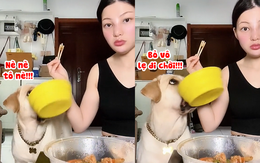 Cười sảng với chú chó kiên trì xin ăn