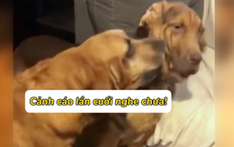 Những chú chó 'gan thỏ đế' nhưng thích đùa nhây