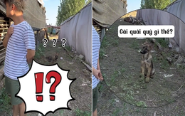 Chú cún phản ứng hài hước khi bị chủ troll giả tiếng chó sủa