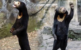 Gấu chó phải 'lên tiếng' vì đứng bằng 2 chân giống người