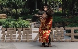 'Chú vượn' nhảy nhạc BlackPink siêu đáng yêu