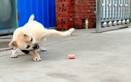 Chú chó bất lực vì miếng ăn trước mặt mà vẫn để mất