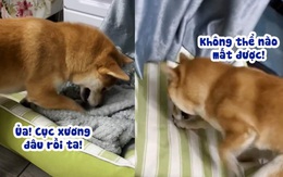 Chú chó nổi đóa khi bị mất cục xương