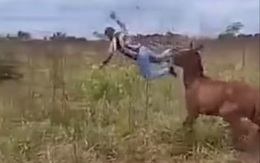 Chàng trai cưỡi ngựa bị hất lộn nhào xuống đất