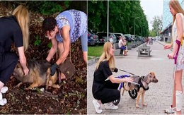 Chú chó hoang tàn tật may mắn vì gặp được người tốt