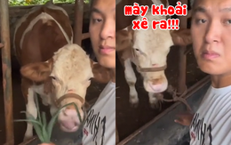 Chú bò giận dỗi vì bị chủ troll