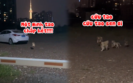 Chú chó hổ báo bỏ chạy té khói vì thấy đối thủ quá đông