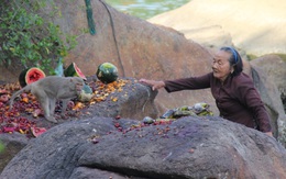 Đàn khỉ được bà lão nuôi như con rời đảo về Vườn quốc gia Kon Ka Kinh