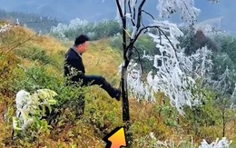 Chàng trai tung cú đạp cây đi vào lòng đất