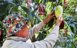 Loại đường nào tốt hơn cho sức khỏe?