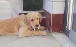 Những tình huống khiến các động vật bị đổ oan siêu hài hước