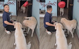 Chú chó lém lỉnh khiến ông chủ hoảng hồn với bát cơm siêu to