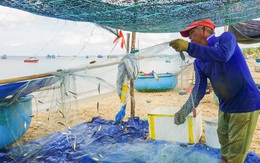 Cá trích về biển Phú Quốc, dân được mùa, rộn ràng vui