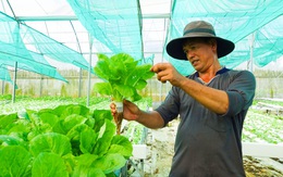 Chàng trai Phú Quốc trồng thủy canh rau càng cua, rau sam và rau cải, thu lợi lớn