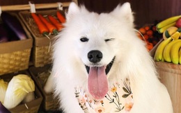 Cho thú cưng 'đi làm' để kiếm tiền ăn vặt