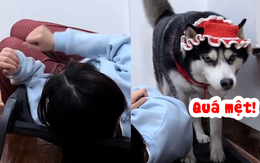 Chú chó nổi cáu với cô chủ đùa nhây