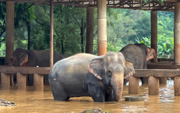 Lũ lụt tàn phá thành phố du lịch nổi tiếng của Thái Lan, 2 con voi bị lũ cuốn
