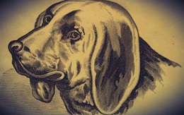 Thử tài tinh mắt: Chủ nhân của con chó ở đâu?