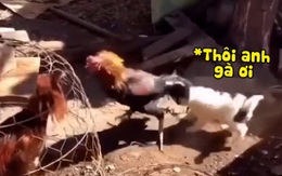 Cún con ra sức ngăn cản gà trống đánh nhau