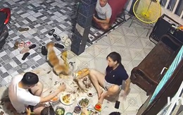 Cả nhà mất ăn vì chó cưng phá nát mâm cơm