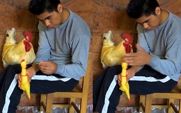 Thanh niên dùng tuyệt chiêu khiến gà cưng nghe lời răm rắp
