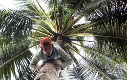 Tỉnh nào nước ta được mệnh danh là 'xứ dừa miền Trung'?