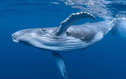 Cá voi lưng gù đang cố giao tiếp với con người bằng cách riêng?