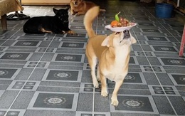 Chú chó trổ tài diễn xiếc