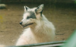 Cáo tuyết 'hồ ly' trong Thảo cầm viên Sài Gòn