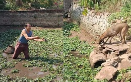 Chú chó thả cá lại xuống ao, không cho ông chủ sát sinh