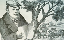 Thử tài tinh mắt: Con lừa trốn ở đâu?