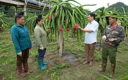 Mai Sơn vào vụ thu hoạch thanh long