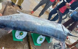 Cá cờ nặng 200kg mắc lưới, ngư dân Quảng Trị bán được 16 triệu đồng