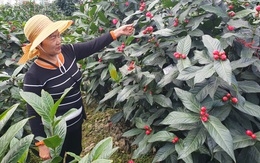 Làng hoa có 'cụ' hoa hải đường trên 200 năm tuổi vào vụ Tết