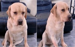 Chú chó buồn bã khi bị sen hiểu nhầm cắn chết vịt