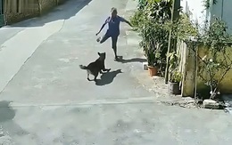 Chú chó hổ báo co giò bỏ chạy khi thấy người đàn ông cầm viên gạch
