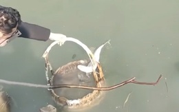Chàng trai cầm giỏ bắt hụt 'cá tắm nắng'