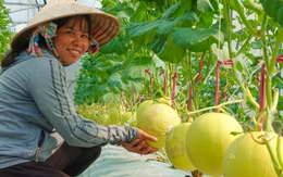 Bạn có biết món dưa lưới hỗ trợ sức khỏe tiêu hóa và hệ miễn dịch?