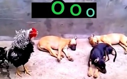 Gà trống gáy đứt hơi, 3 chú chó vẫn nằm ngủ ngon lành