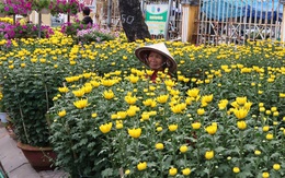Đường phố Hội An ngập sắc hoa xuân, 27 tháng chạp vẫn vắng người mua, người bán hoa sốt ruột