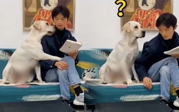 Chú chó hờn dỗi khi bị ông chủ hất tay không cho ôm